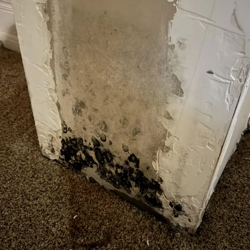 Professional Mold Removal in Beaver, WV